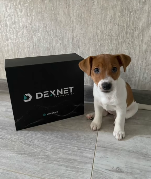 💡 Сила системы Dexnet Система Dexnet